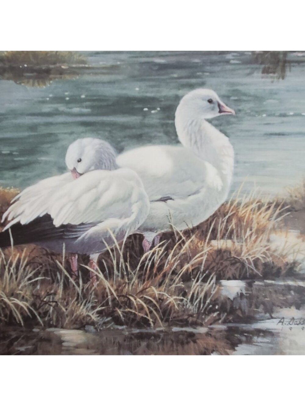 ART PRINT Alan Sakhavarz Morning Light Ross Geese Wildlife Birds Stamp 1994